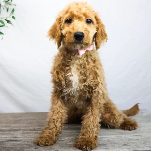 Kelly - Goldendoodle Female