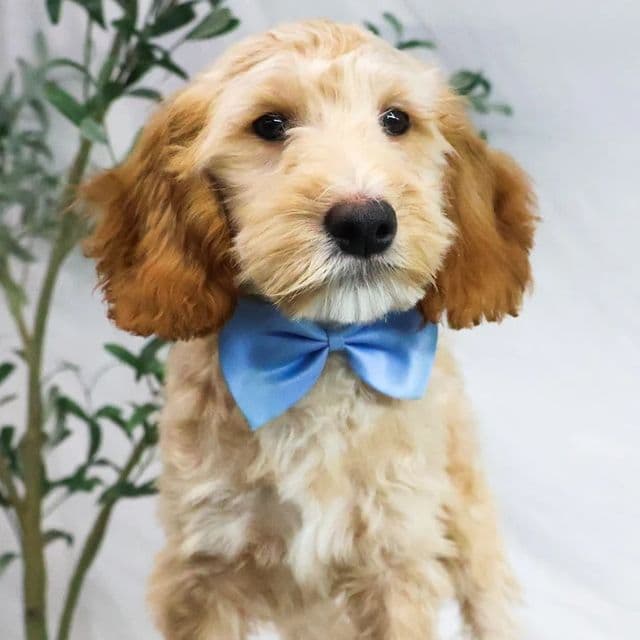 Leo - Goldendoodle Male