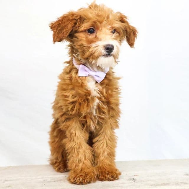 Haley - Goldendoodle Female