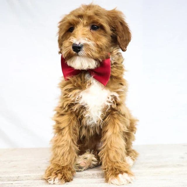 Boss - Goldendoodle Male