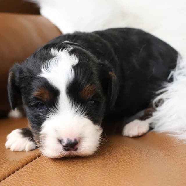 Morgan - Bernedoodle Male