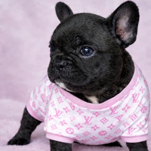 Pepper - French Bulldog Female