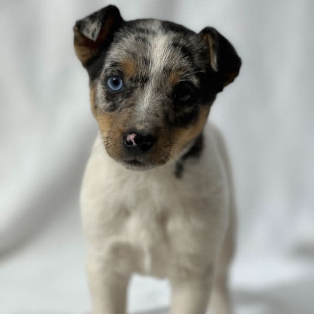 Brisa  - Jack Russell Terrier Female