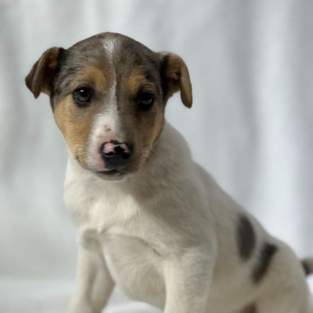 Bam  - Jack Russell Terrier Male