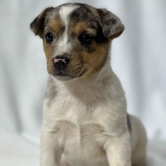 Boone - Jack Russell Terrier Male