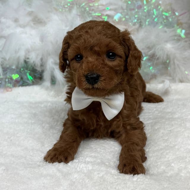 Brinley White Boy - Goldendoodle Male