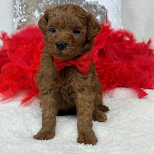 Brinley Red Boy - Goldendoodle Male