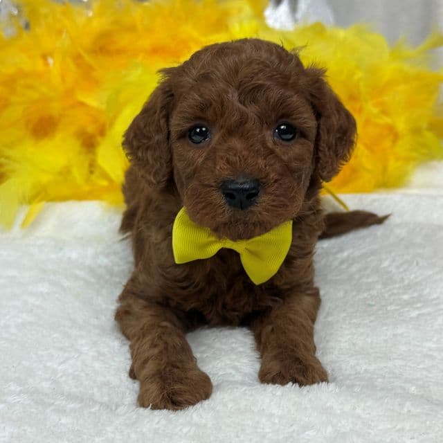 Brinley Yellow Boy - Goldendoodle Male