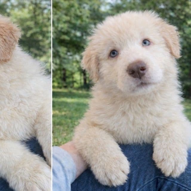 Storm - German Shepherd Dog Male