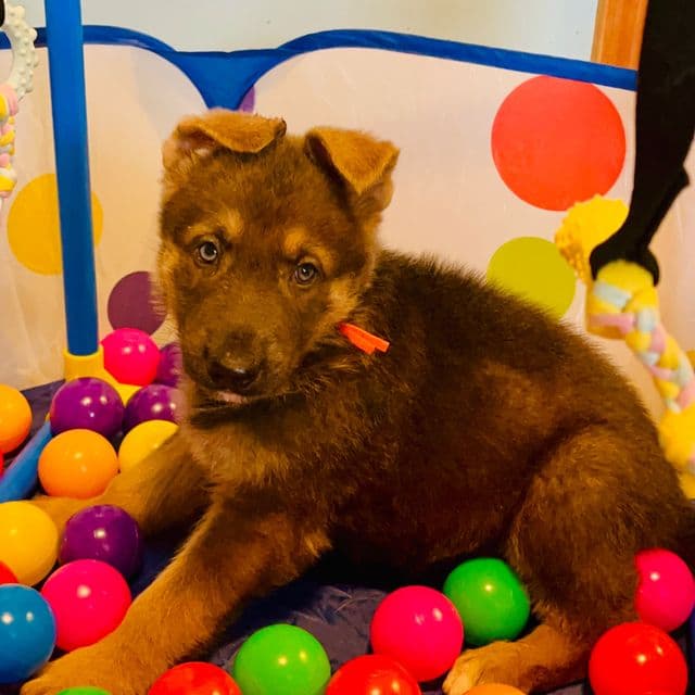 Nimbus  - German Shepherd Dog Male