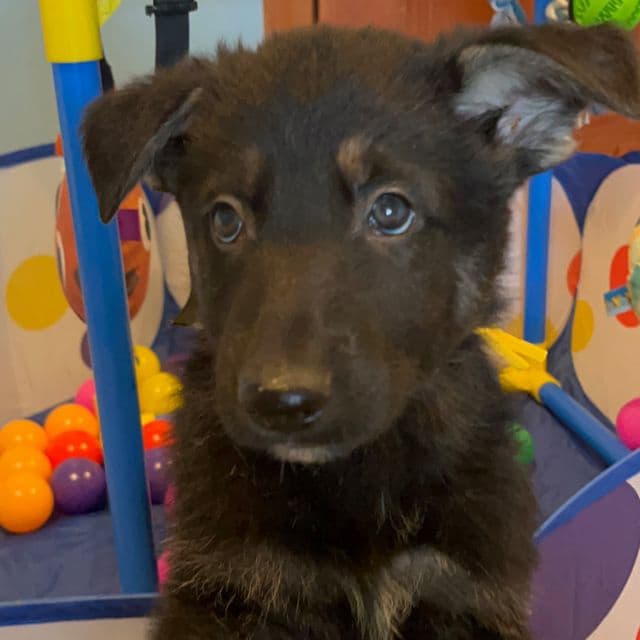 Nike  - German Shepherd Dog Male