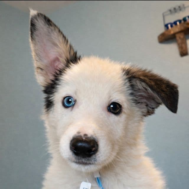 Panda  - German Shepherd Dog Male