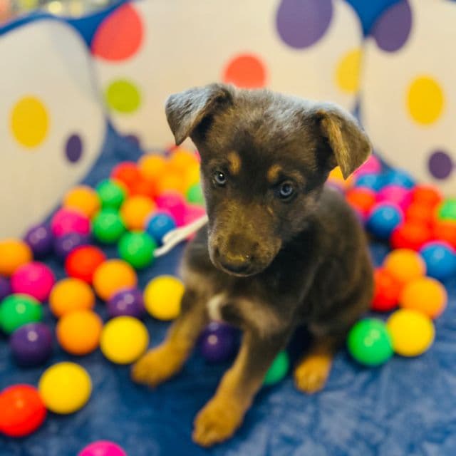 Nebula - German Shepherd Dog Female