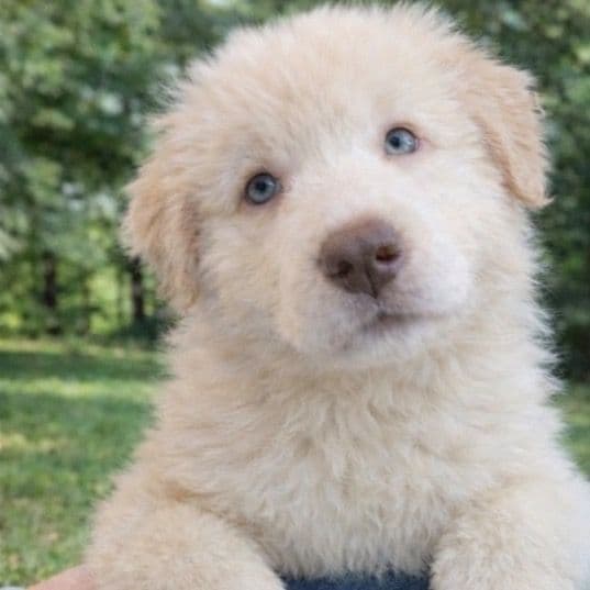 Storm - German Shepherd Dog Male