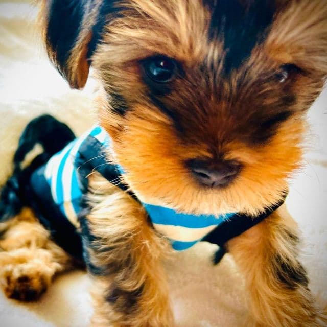 Max - Yorkshire Terrier Male