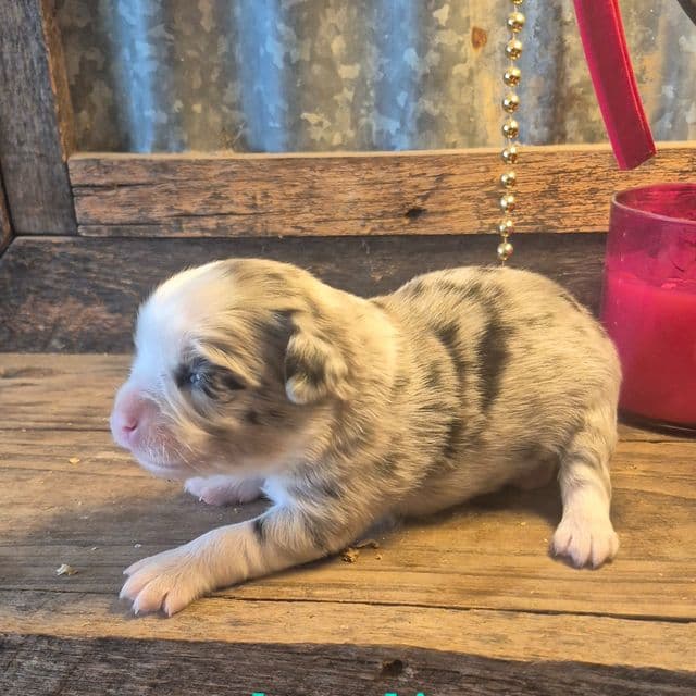 Almond joy - Miniature American Shepherd (Mini Aussie) Female