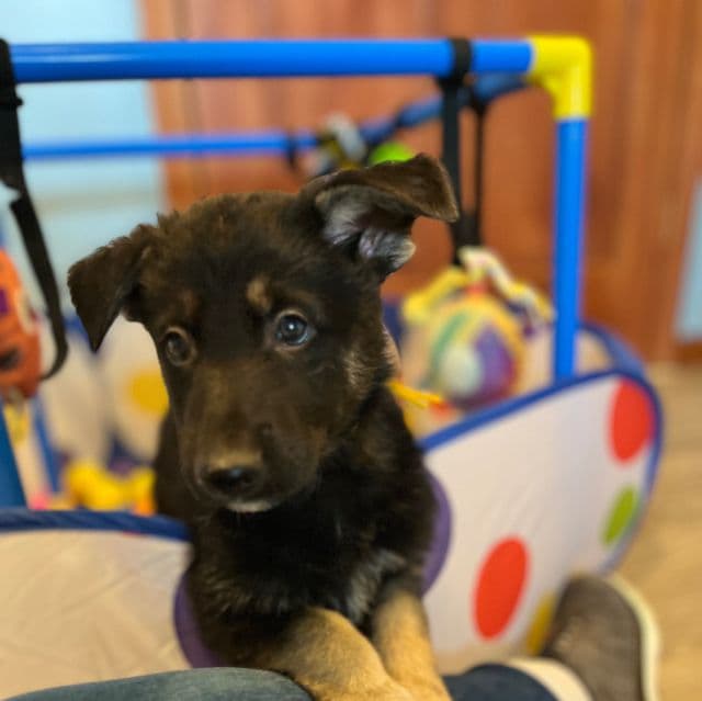 Buddy - German Shepherd Dog Male