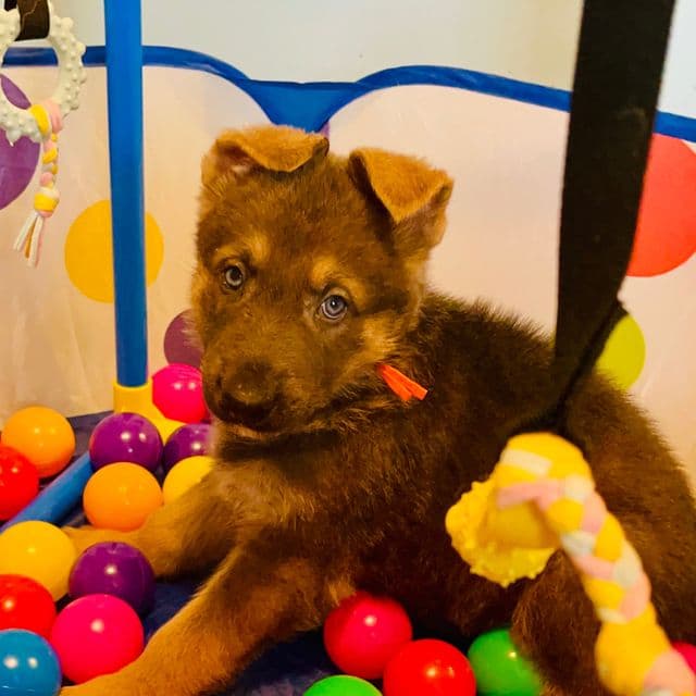 Nimbus - German Shepherd Dog Male