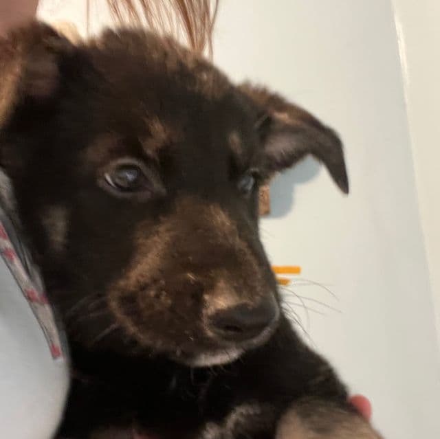 Niko - German Shepherd Dog Male