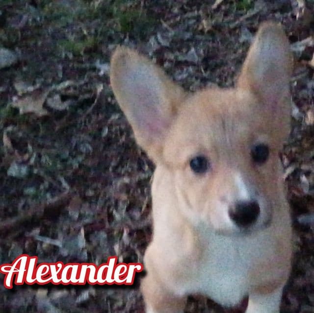 Alexander  - Pembroke Welsh Corgi Male