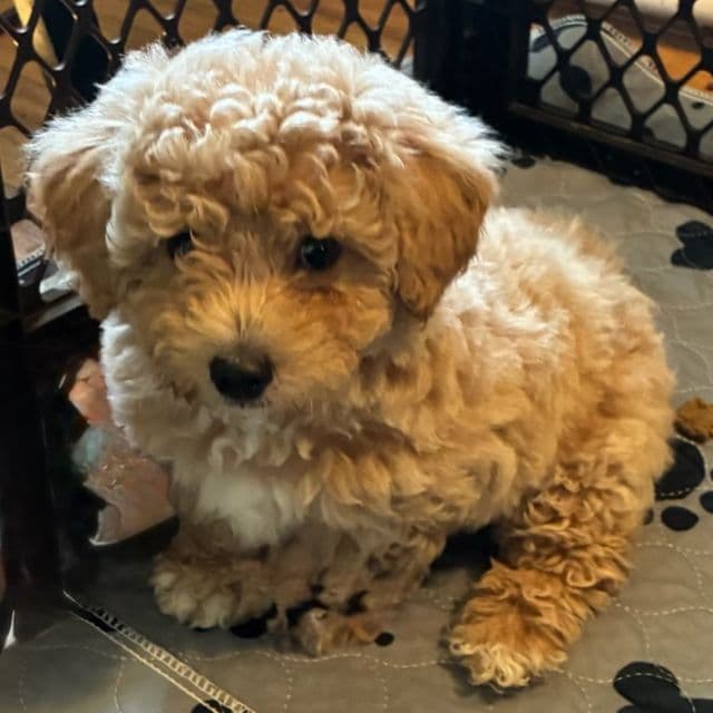 Fairy  - Goldendoodle Female