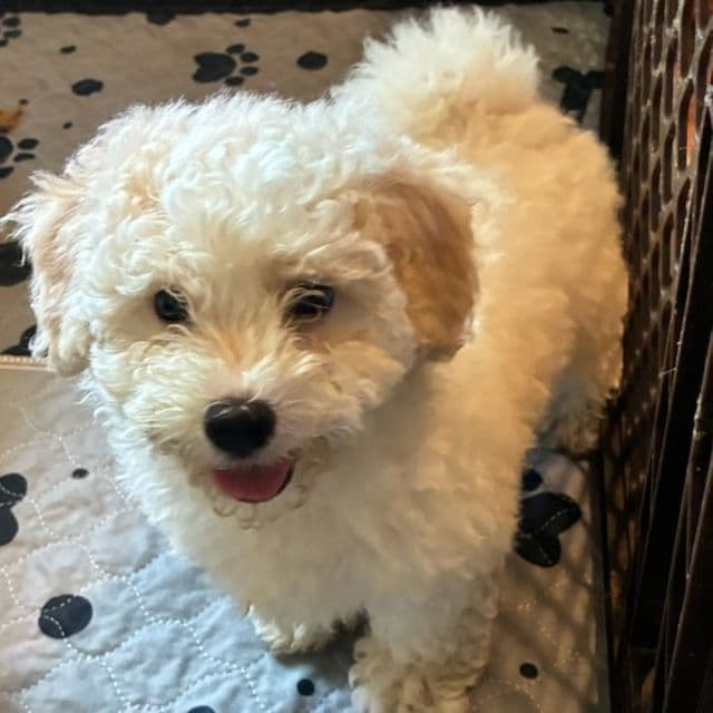 Casper  - Maltese Male