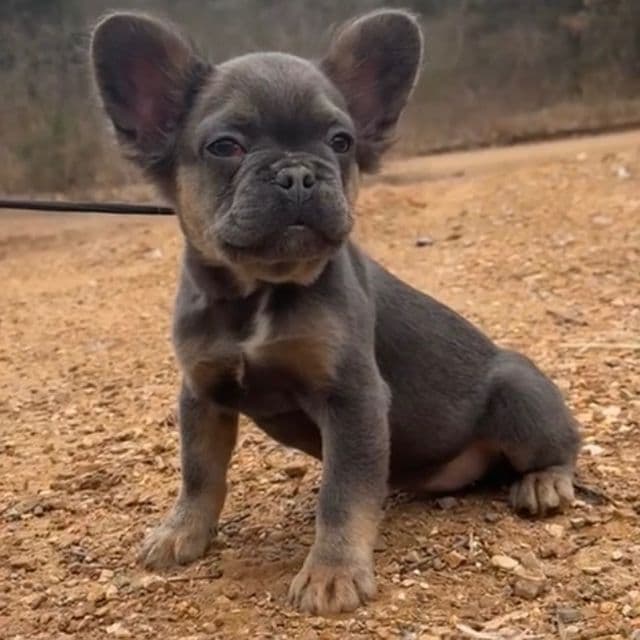 Joyce - French Bulldog Female