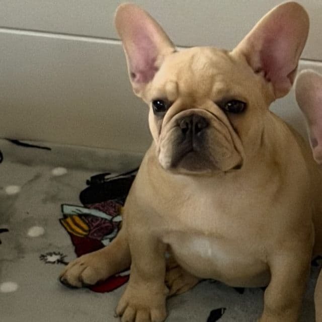 Caramelo  - French Bulldog Male