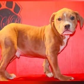 Male 2 - American Bully Male