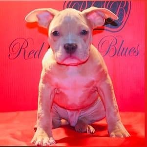 Male 3 - American Bully Male