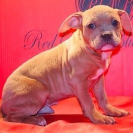Male 4 - American Bully Male