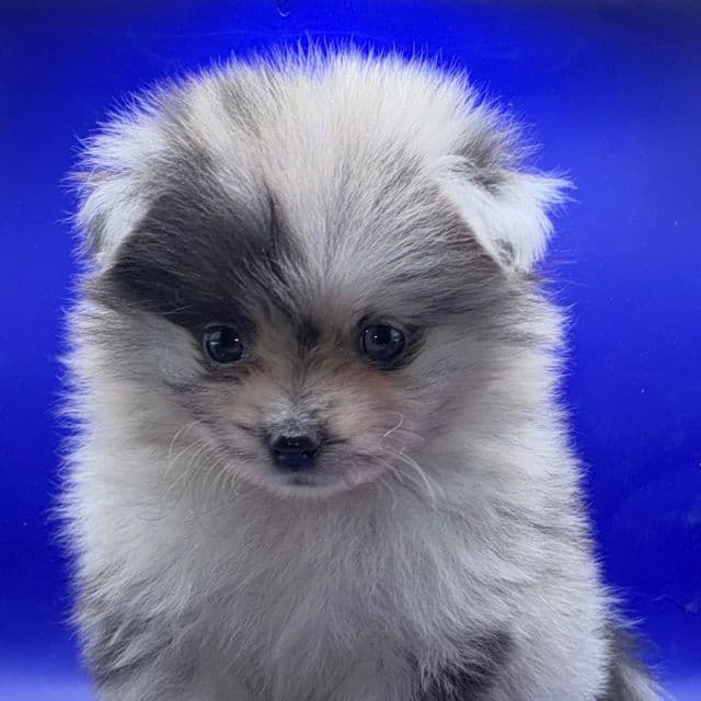 Blue eye blue Merle Boy1 - Pomeranian Male