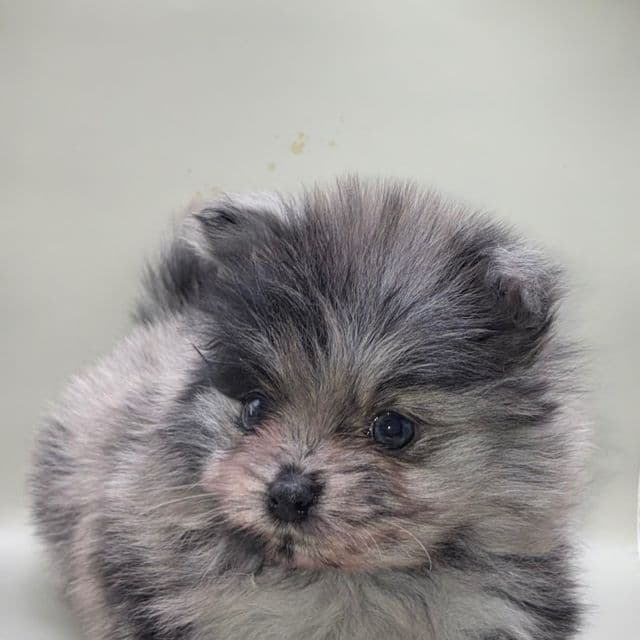 Blue eye blue Merle Boy 2 - Pomeranian Male