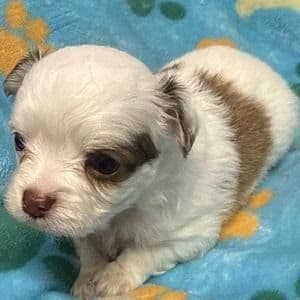 Ross - Chihuahua Male