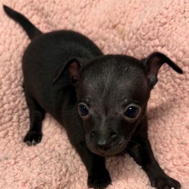 Bebe - Chihuahua Female