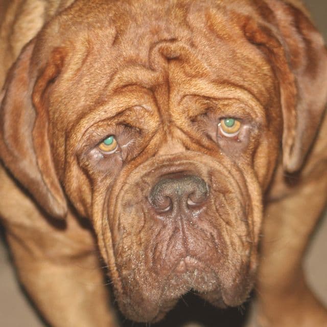 1st Pick - Dogue de Bordeaux Male