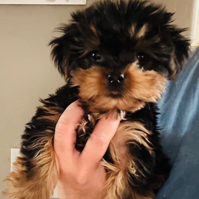 Zues - Yorkshire Terrier Male