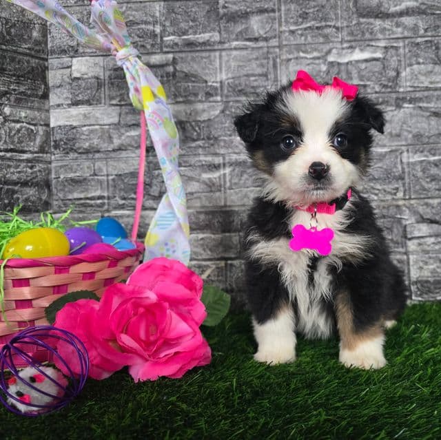 Casey  - Australian Shepherd Female