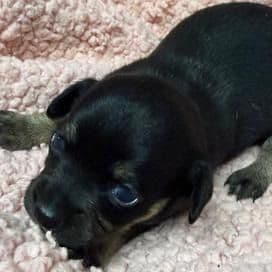 Chloe - Chihuahua Female