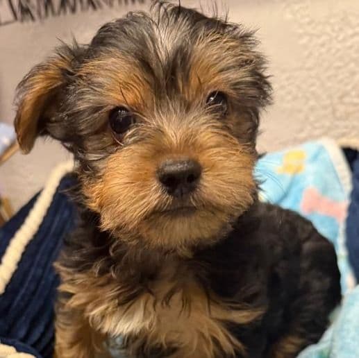 Colt - Yorkshire Terrier Male