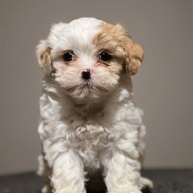 Lollipop - Shih-Poo Female
