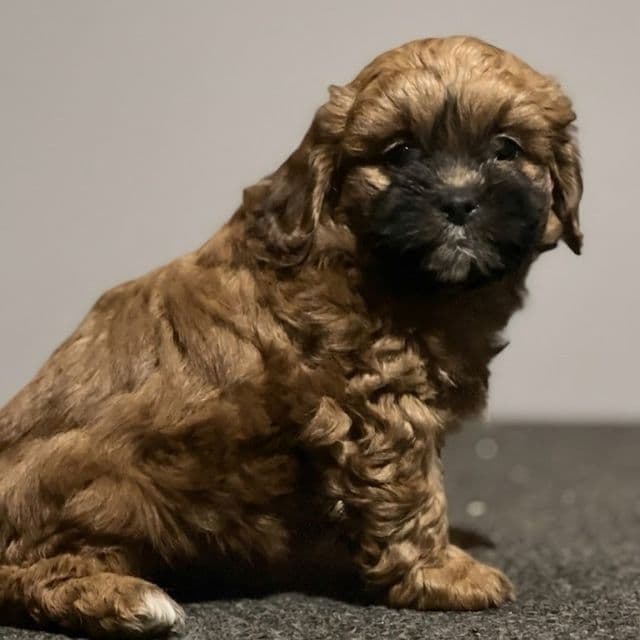 Luca - Shih-Poo Male