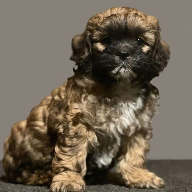 Lester - Shih-Poo Male