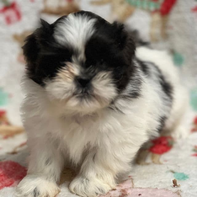 Thea - Shih Tzu Female