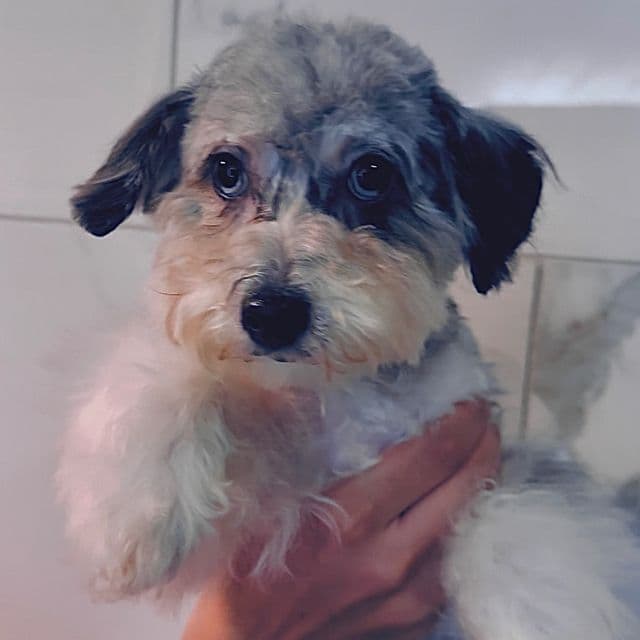 Sammy - Yorkipoo Female