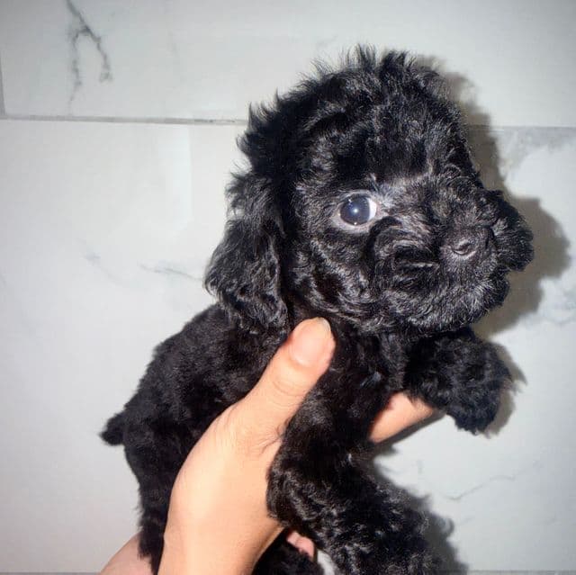 Sabrina - Yorkipoo Female