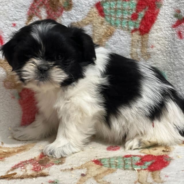 Terence - Shih Tzu Male