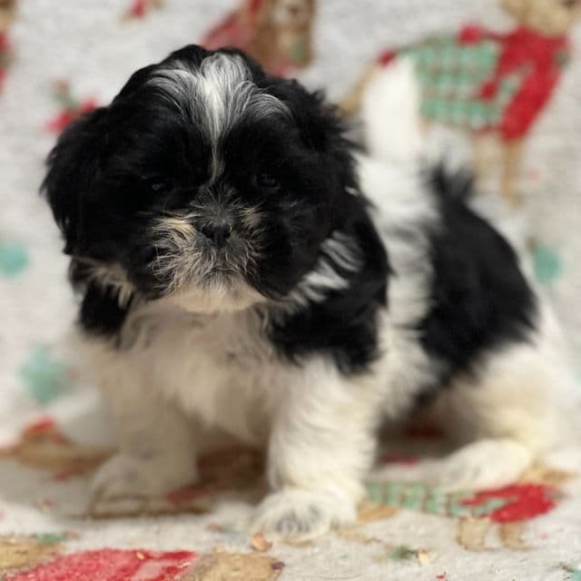 Trent - Shih Tzu Male