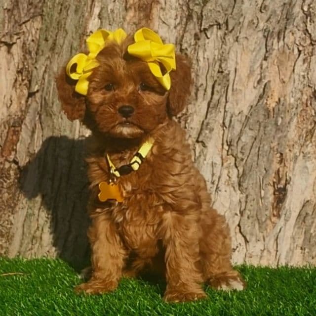 Madeline(mini) - Goldendoodle Female