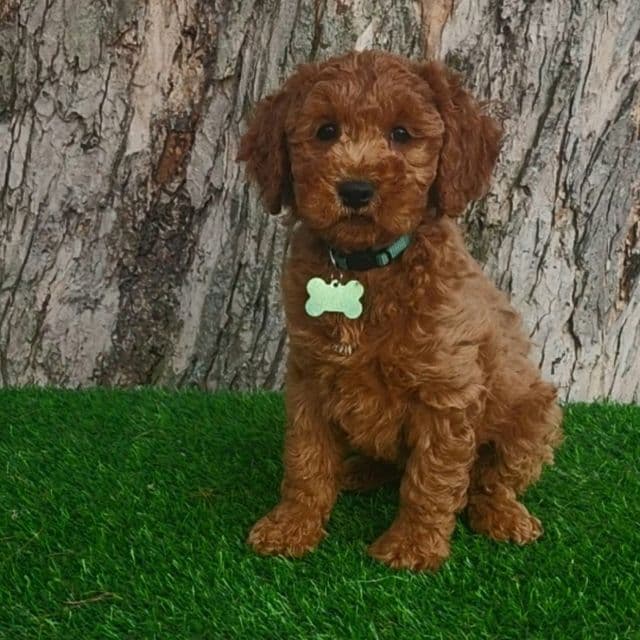 Barron(mini) - Goldendoodle Male